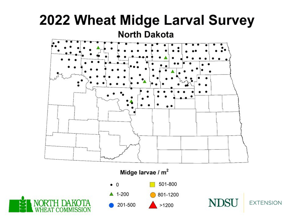 Low forecast for wheat midge continues into 2023 — Extension and Ag