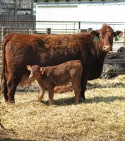 Post-calving and pre-breeding nutrition is one topic that will be discussed during the Junior Beef Producer webinar series. (NDSU photo)