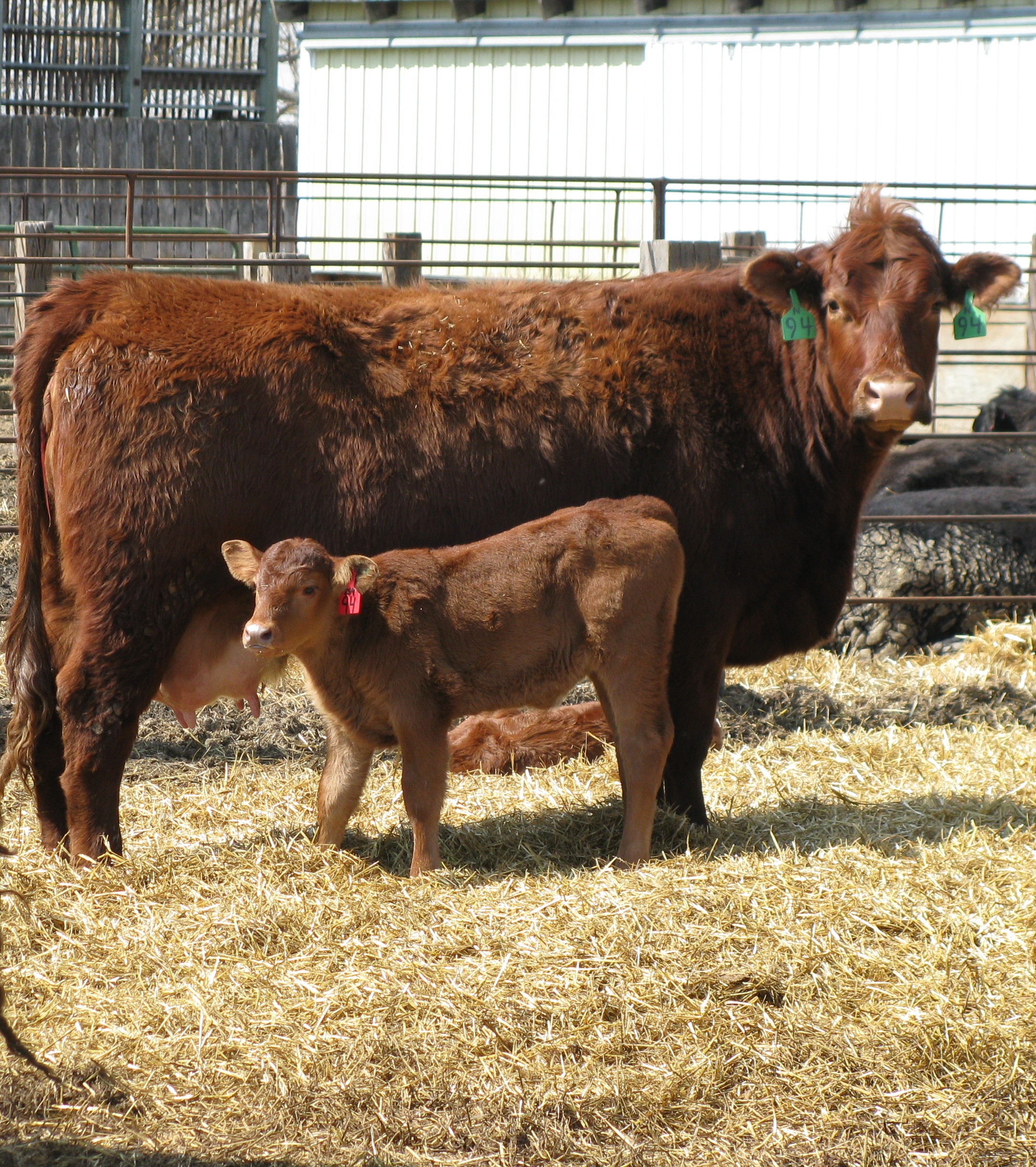 Post-calving and pre-breeding nutrition is one topic that will be discussed during the Junior Beef Producer webinar series. (NDSU photo)