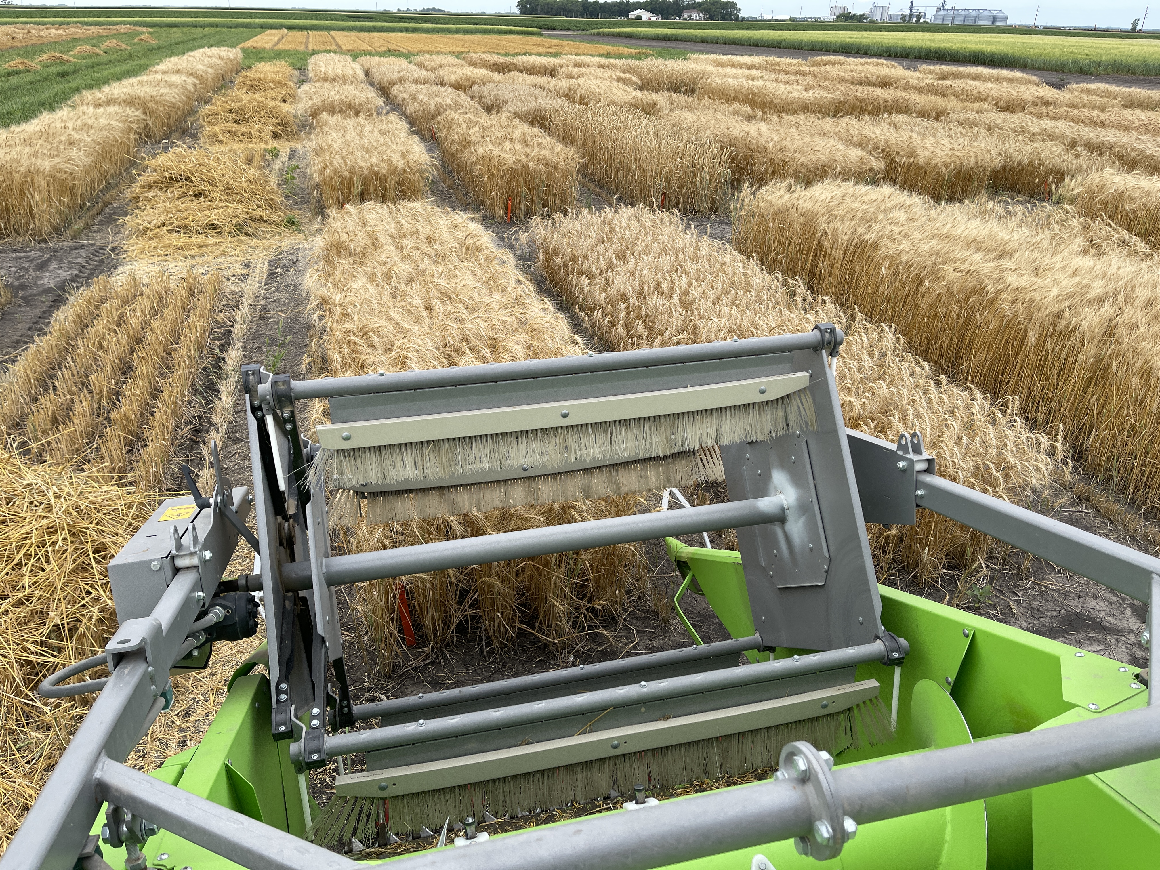 NDSU's Best of the Best in Wheat Production meeting will feature information on small grain diseases, fertility, variety selection, weed management and a market outlook. (NDSU photo)