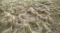 Kentucky bluegrass is one of several invasive cool-season grasses that have dramatically impacted rangelands in the northern Great Plains. (NDSU photo)