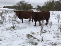 Having a system in place for winter calving can reduce the risk of disease spread. (NDSU photo)