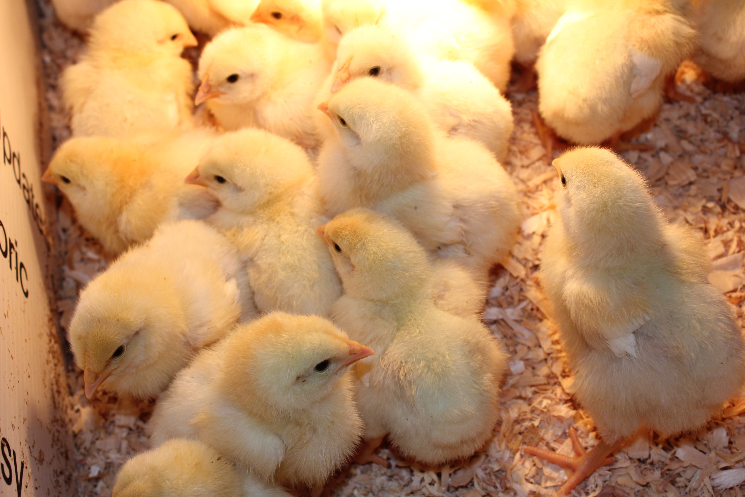 Baby chicks may carry disease-causing bacteria, but biosecurity and hygiene practices can prevent the spread of infection. (NDSU photo)