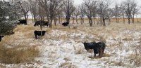 For beef cowherds, forages are the backbone for meeting nutrient demand. (NDSU photo)