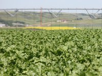 In addition to dryland crop research, the MonDak Ag Research Summit also features multiple sessions on irrigation research being conducted in the region. (NDSU photo)