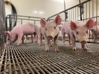 SowBridge is an educational series for those who work with sows, boars and piglets, and with genetic and reproductive issues. (NDSU photo)