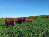 Annual forages and cover crops may be viable options for hay production or grazing. (NDSU photo)