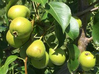 Pears will be the main topic of the Northern Hardy Fruit Evaluation Project tour during the Carrington Research Extension Center field day. (NDSU photo)