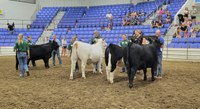 4-H’ers judge state leaders during last year's North Dakota Leaders 4-H Showmanship Contest at the North Dakota State Fair in Minot. (NDSU photo)