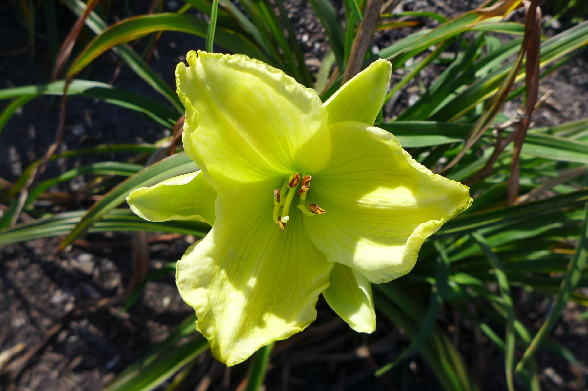 NDSU has the nation's largest institutional collection of daylilies. (NDSU photo)