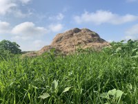 Manure that has been stockpiled in a winter feeding area should be turned at least once for volume reduction and every 10-14 days for weed seed, pathogen and parasite reduction. (NDSU photo)