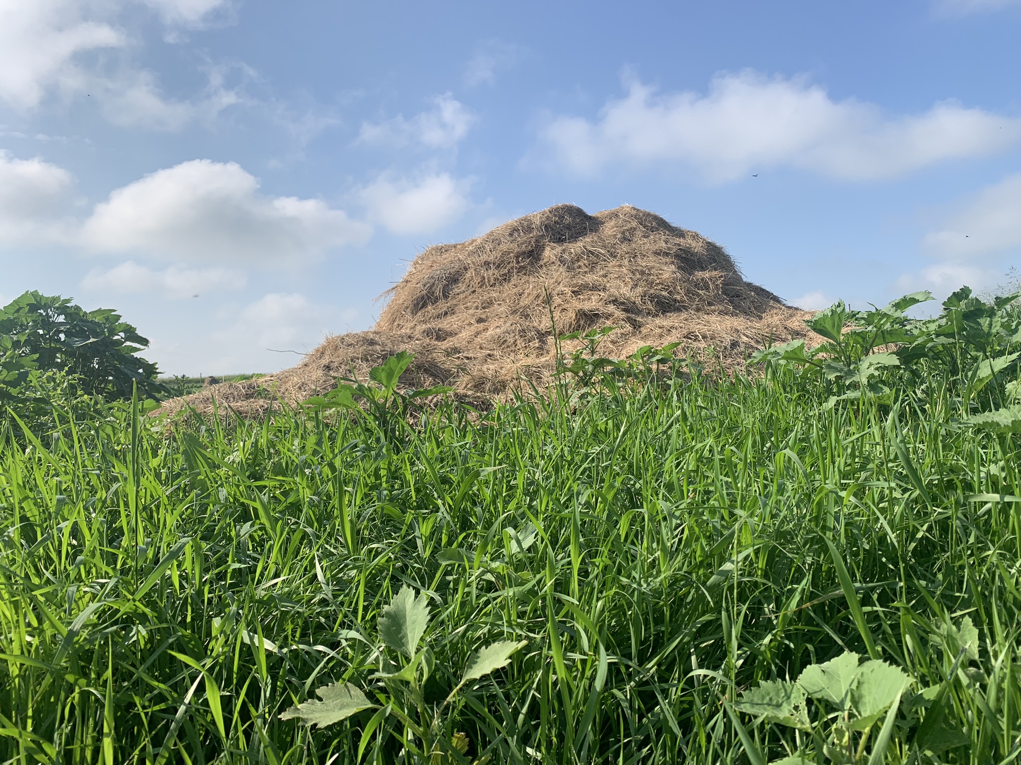 Manure that has been stockpiled in a winter feeding area should be turned at least once for volume reduction and every 10-14 days for weed seed, pathogen and parasite reduction. (NDSU photo)