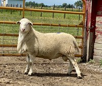 NDSU Extension’s sheep producer forum will help producers determine feeding, health and marketing strategy for 2023. (NDSU photo)