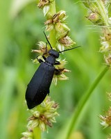 A black blister beetle feeds on weed seeds. (NDSU photo)