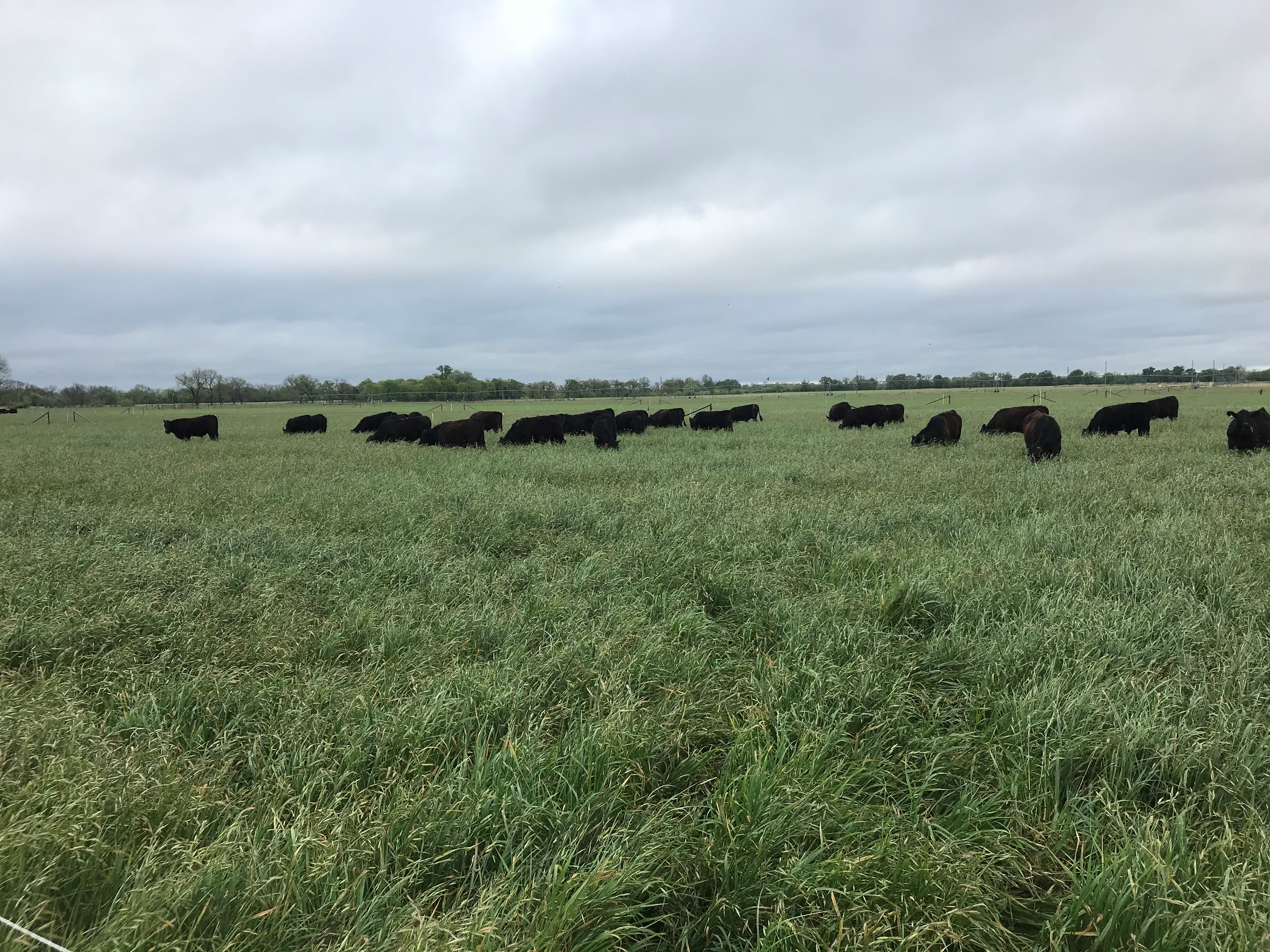 Forages support the ecosystem and sustainability of food production systems. (NDSU photo)