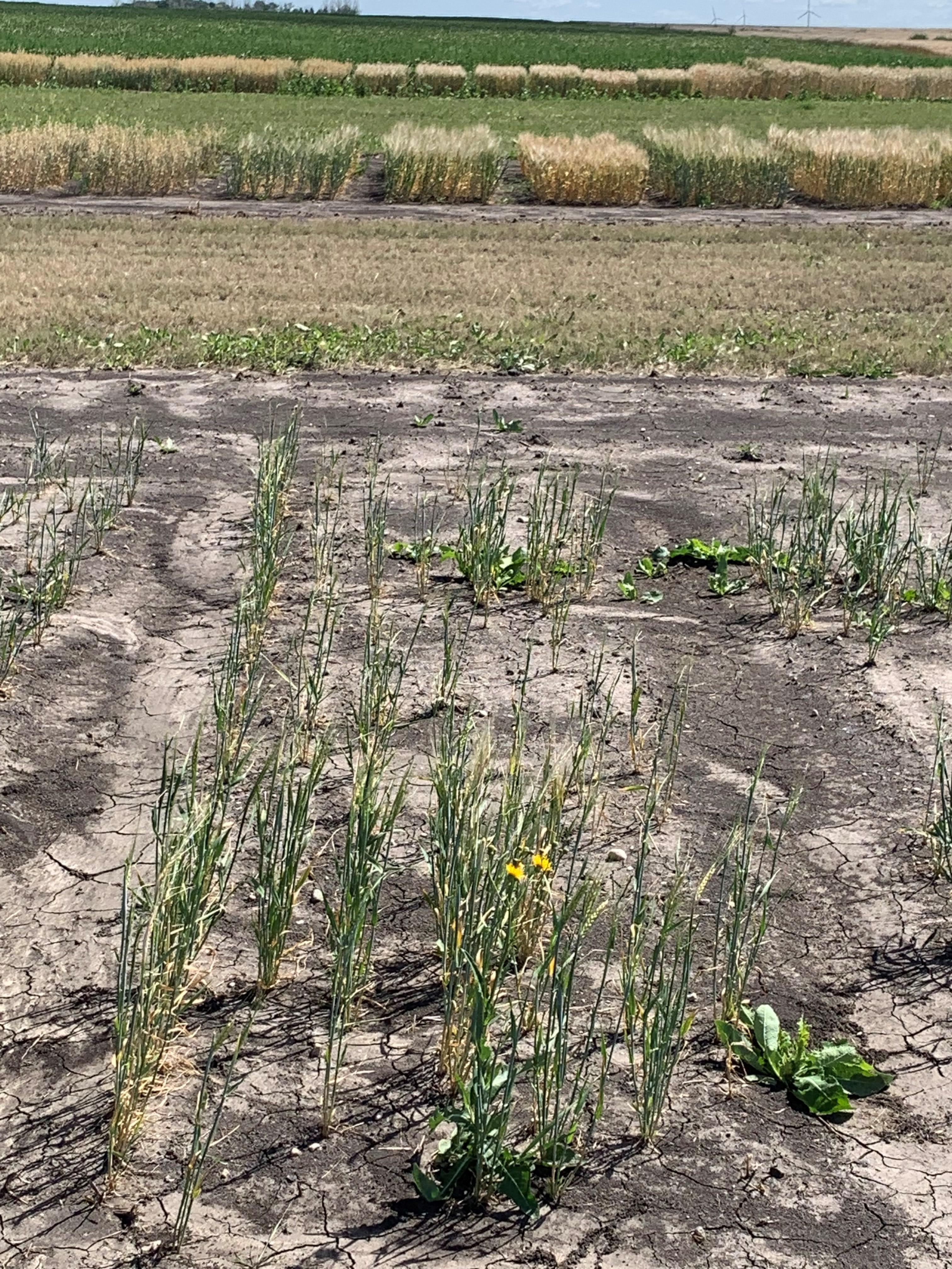 The tour will provide participants an opportunity to visit six unique research trial and demonstration sites that are evaluating different aspects of soil health. (NDSU photo)