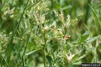 Now is the time to scout for alfalfa weevil to determine the best control and management practices. (Photo by Whitney Cranshaw, Colorado State University, Bugwood.org)
