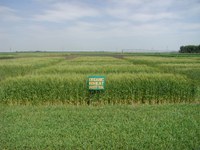 This year’s organic/sustainable agriculture tour at the NDSU Carrington Research Extension Center field day will focus on regenerative soil health. (NDSU Photo)