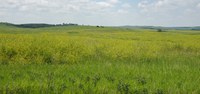 Sweet clover provides many benefits to the soil and wildlife and can be an excellent forage. (NDSU photo)