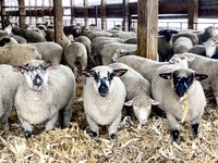 UMN and NDSU Extension are hosting a feeder lamb marketing webinar 7:30 p.m., Wednesday, June 14. (NDSU photo)