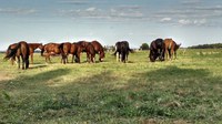 The first Spring Horse Management webinar covers grazing considerations. Other sessions cover fencing, traveling and footing management. (NDSU photo)