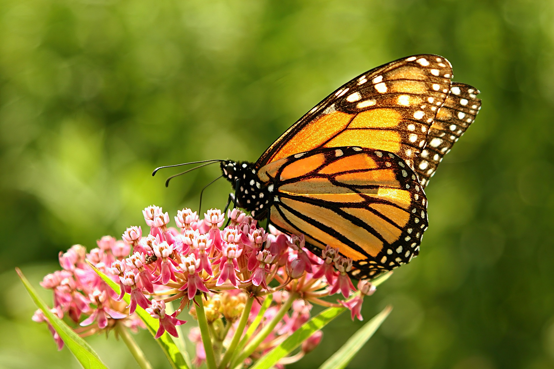 Topics will include how to grow vegetables and fruits, design gardens for butterflies, improve your soil, add small trees to your landscape, grow plants in containers and more. (Pixabay photo)