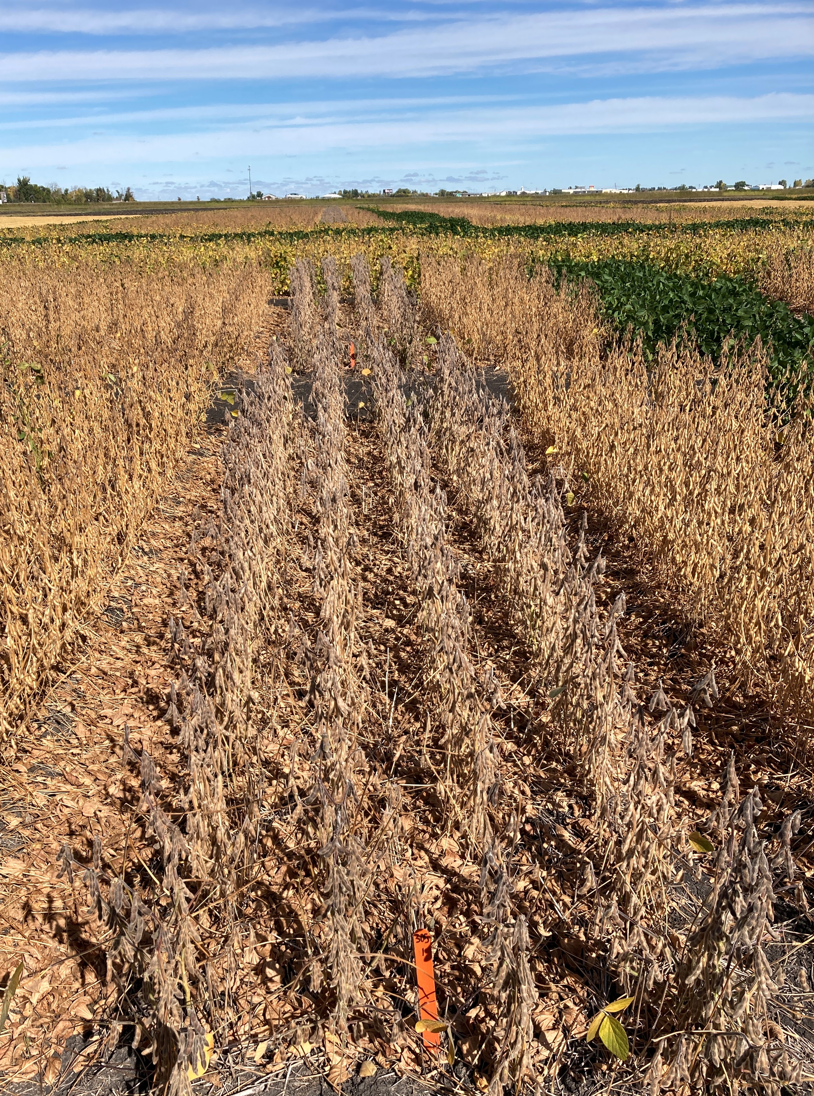 The update has major revisions about irrigation, disease, insect and weed management, and several management practices. (NDSU photo)