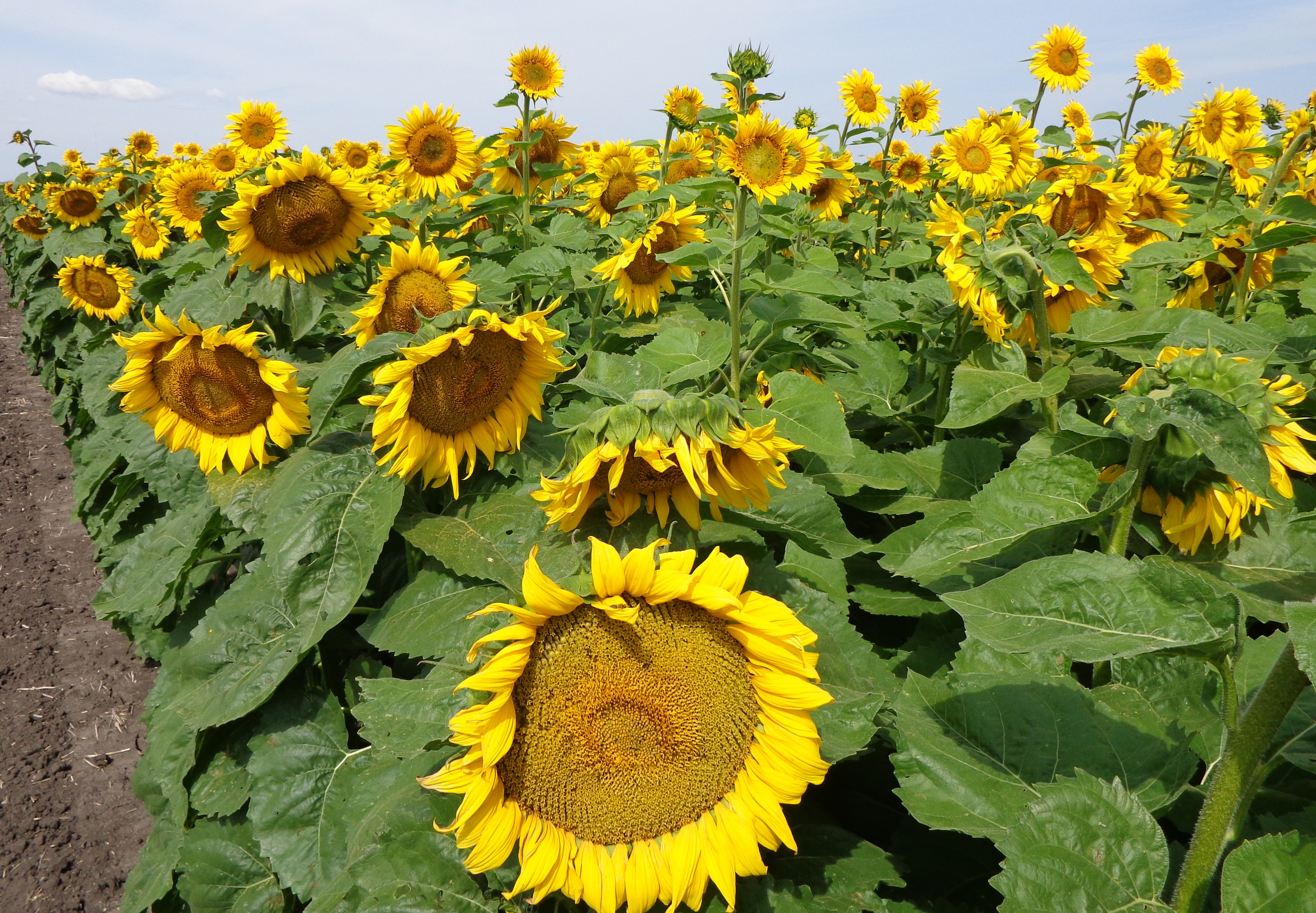 Topics for the Getting-It-Right in Sunflower Production conference will include hybrid selection, the importance of getting an optimum plant population, plant nutrient and soil management, and updates for weed, disease and insect management. (NDSU photo)