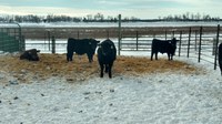 Calf performance will be measured during a feeding study at the NDSU Carrington Research Extension Center. (NDSU photo)