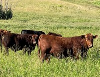 Beginning in June of 2023, livestock owners will need a prescription from a licensed veterinarian to purchase all medically important antimicrobial drugs. (NDSU photo)