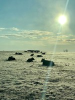 The Spring Calving Preparedness webinar will help ranchers prepare for calving in potentially adverse weather conditions. (NDSU photo)