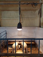 When used properly, heat lamps can help newborn livestock stay warm during harsh weather. (NDSU photo)