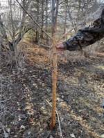 This apple tree was girdled by rabbits this past winter. There's no hope for this tree, so it is time to cut it down and start over. (NDSU photo)