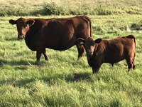 NDSU's Dickinson Research Extension Center is hosting a workshop focused on beef cattle reproduction strategies and cow herd management. (NDSU photo)