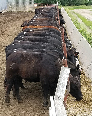 Corn silage has significant value for cow-calf, backgrounding and feedlot operations. (NDSU photo)