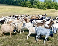 Fencing options and grazing management strategies for sheep and goats will be the topic of a Nov. 20 webinar hosted by NDSU Extension and UMN Extension. (NDSU photo)
