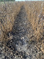 A variety of soybean topics will be discussed during the Getting It Right webinar.  (NDSU photo)