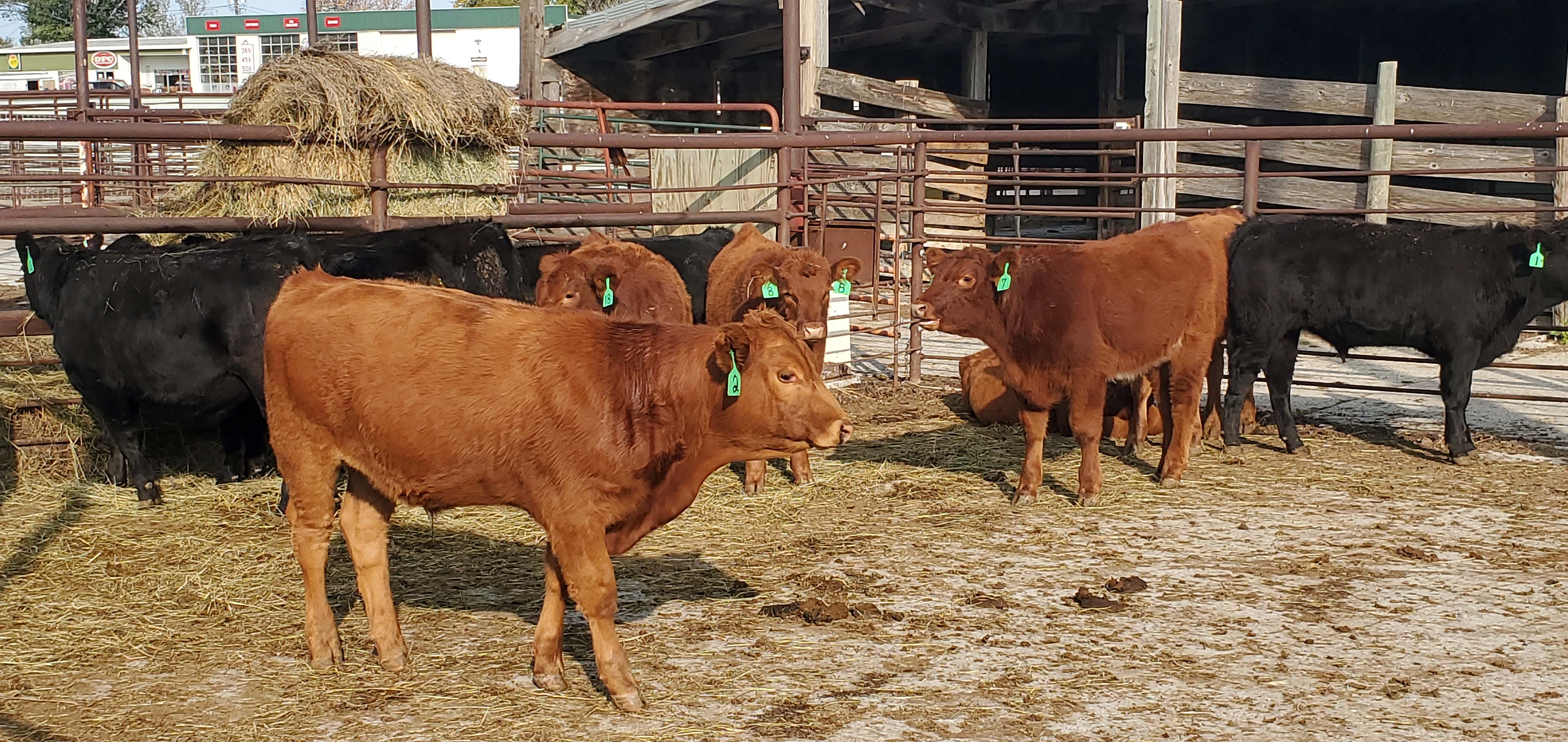An NDSU Extension webinar on Nov. 28 will cover factors that impact backgrounding decisions, including feed costs, calf prices, market outlook and calf health. (NDSU photo)