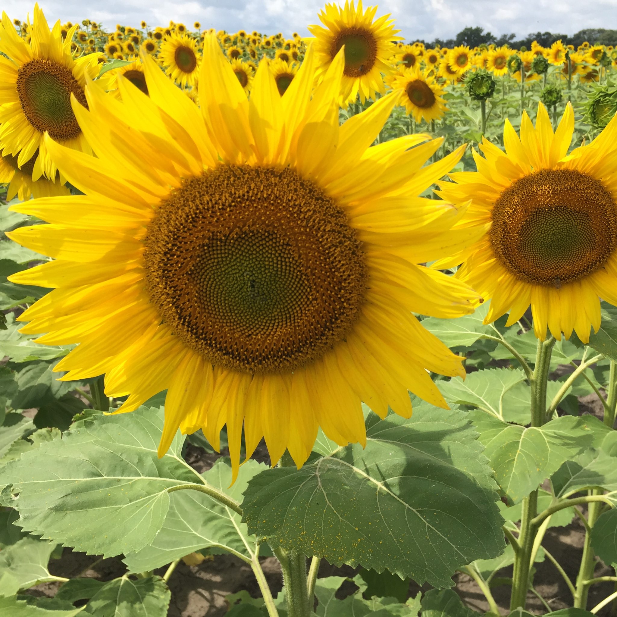 This year’s Central Dakota Ag Day features topics related to agronomy, livestock production and agricultural life. (NDSU photo)