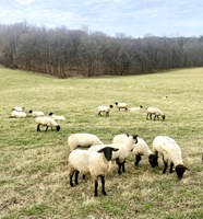 Proactively managing bred ewes can help producers ensure a successful lambing season.