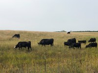 Heavy grazing use in the fall can have significant impacts on forage production the following growing season. (NDSU photo)