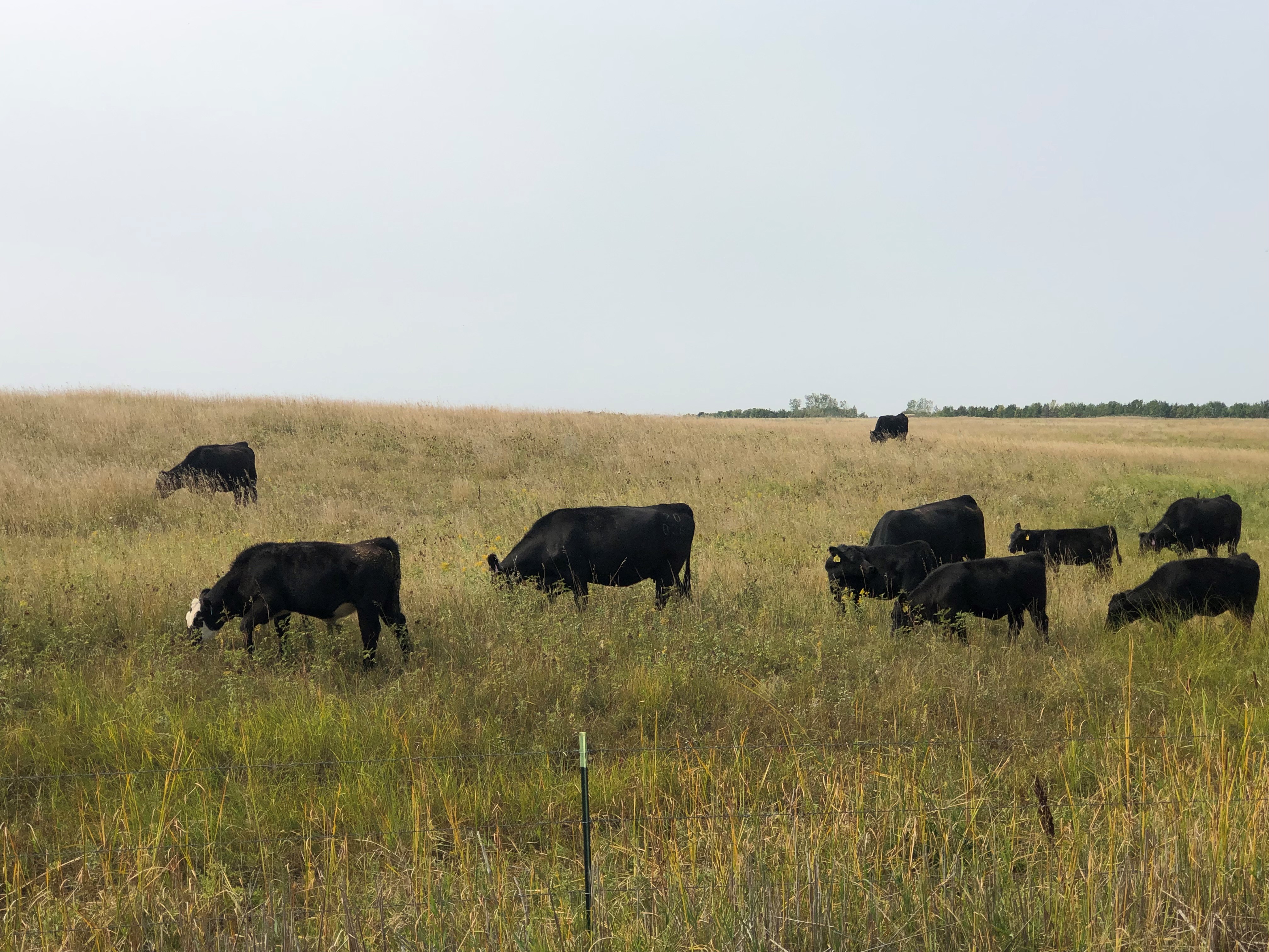 Heavy grazing use in the fall can have significant impacts on forage production the following growing season. (NDSU photo)