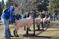 The Harvesting Success Livestock Judging Workout on Oct. 29 at NDSU’s Shepperd Arena will offer youth an opportunity to judge six classes of livestock in preparation for the upcoming livestock judging season. (NDSU photo)