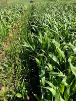 Sorghum forages can develop prussic acid or accumulate nitrates under fall weather and stressors. (NDSU photo)