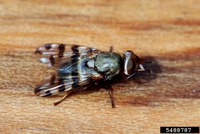 Adult picture-winged fly. (Photo by Whitney Cranshaw, Colorado State University, Bugwood.org)