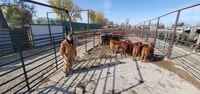 NDSU Extension livestock systems specialist Karl Hoppe evaluates calves in the Dakota Feeder Calf Show and Feedout. (NDSU photo)