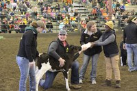 Attendees at a prior Moos, Ewes and More event helped bottle feed a calf, while others learned about how milk and dairy products go from the NDSU Dairy Farm to their table. (NDSU photo)