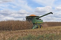 Variability in moisture content and maturity of corn in the fields will impact harvest decisions this season. (NDSU photo)