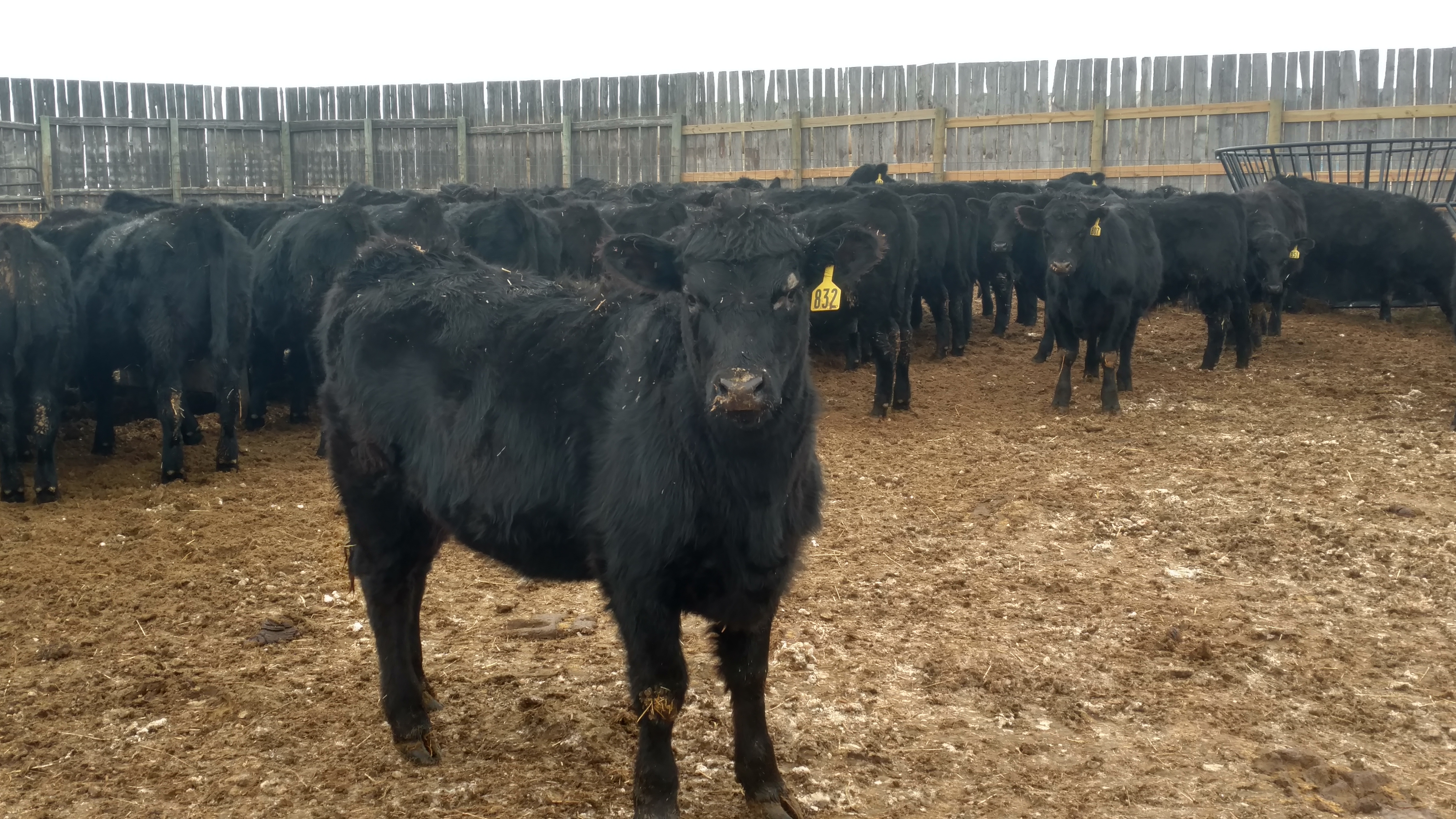 Calf performance will be measured during a feeding study at the NDSU Carrington Research Extension Center. (NDSU photo)