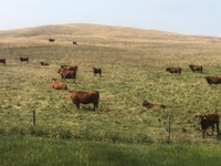 Grazing too early may reduce plant vigor, thin existing stands, lower total forage production, and increase disease, insect and weed infestations. (NDSU photo)